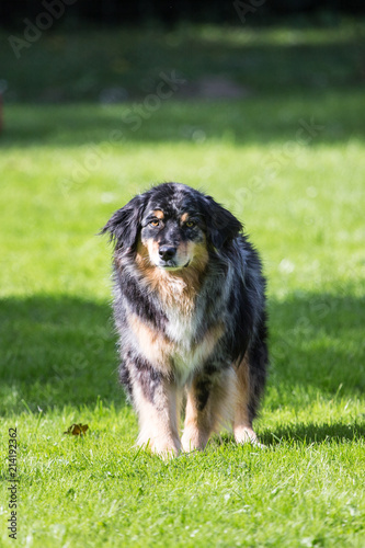 Portrait of Australian Shepherd Dog in Belgium