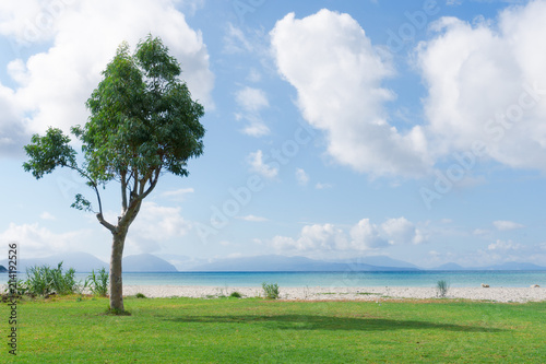 Tropical beach with green lawn and a tree. Wallpaper