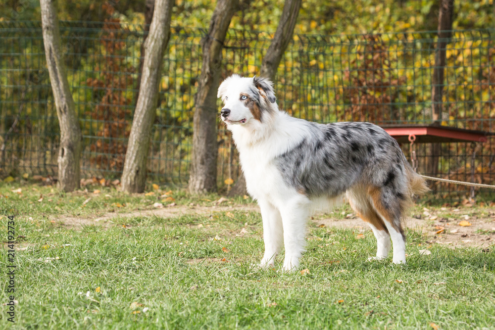 Portrait of Australian Shepherd Dog in Belgium