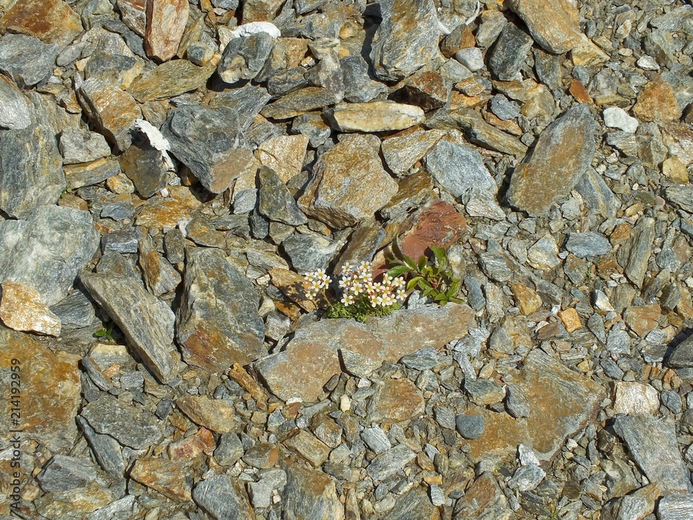 flower in pebbles