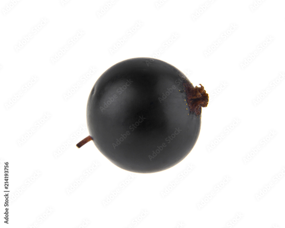 berry of a black currant isolated on a white background berry of a black currant isolated on a white background