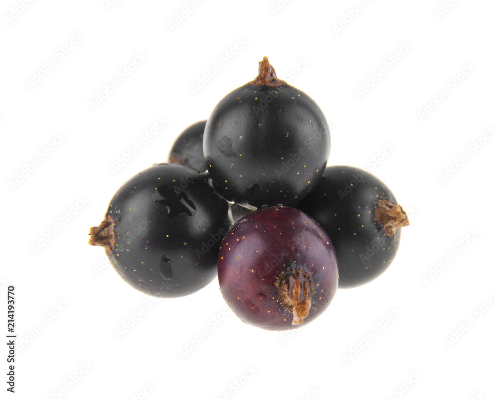 black currant isolated on white background black currant isolated on white background