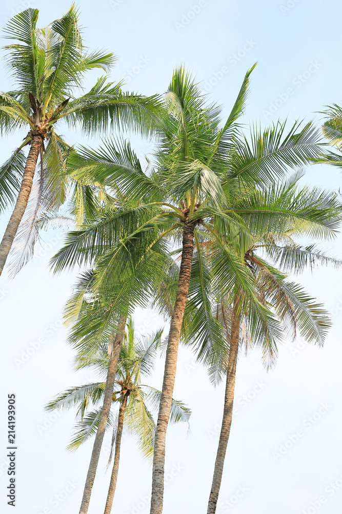 Coconut tree over blue sky.