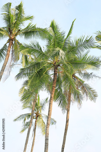 Coconut tree over blue sky. © zilvergolf