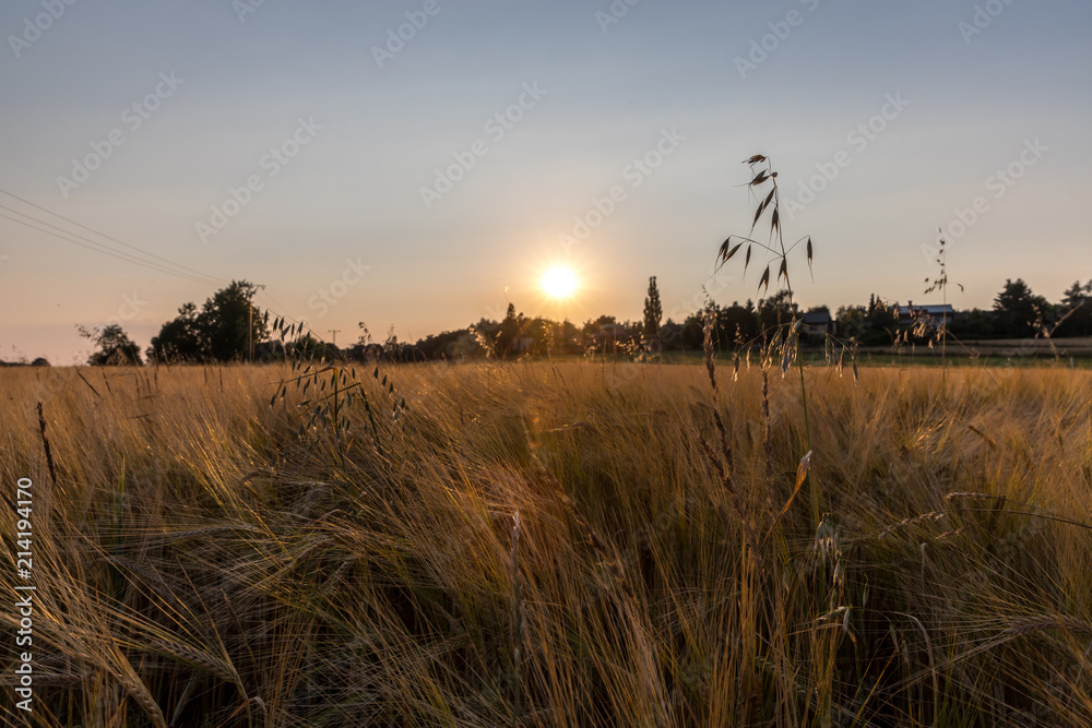 Fototapeta premium Felder an einem Sommerabend in Hessen