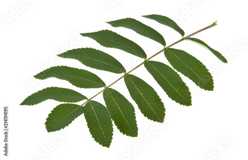 green leaves isolated on white background