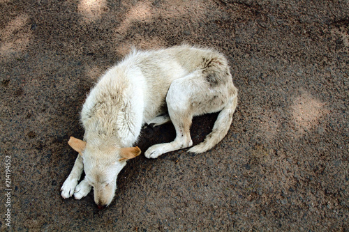 Stray dog on pavement, top view photo