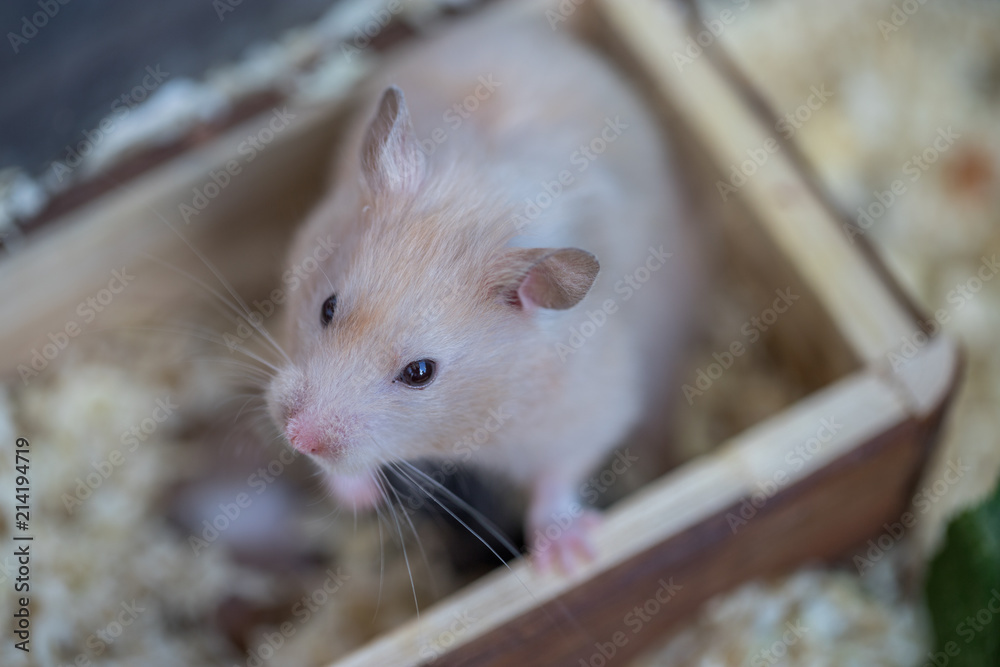 Obraz premium Hamster