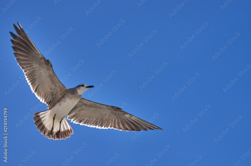 Albatross spreading his wings flies against the blue sky Albatross spreading his wings flies against the blue sky