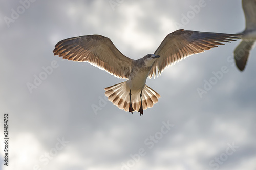 Albatros spreading his wings flies against the background of rai