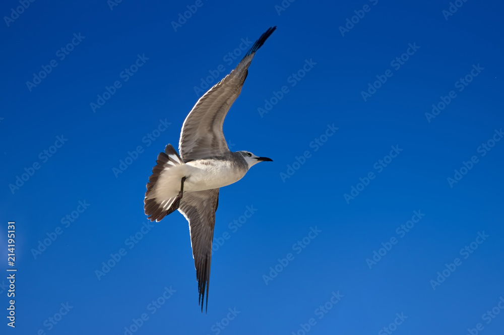 Obraz premium Albatross spreading his wings flies against the blue sky