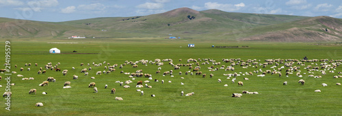 Sheep grazing in the  grassland of Mongolia photo