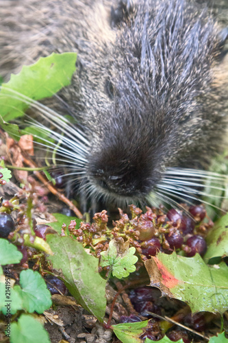 Nutria on banks of the canal. Wild nutria photo