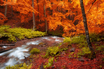 Wandcirkels Herfst Geel herfstbos met beek in bergen  © Nickolay Khoroshkov