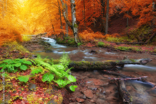 Fototapeta Naklejka Na Ścianę i Meble -  Autumn woods with yellow trees foliage and creek in mountain.