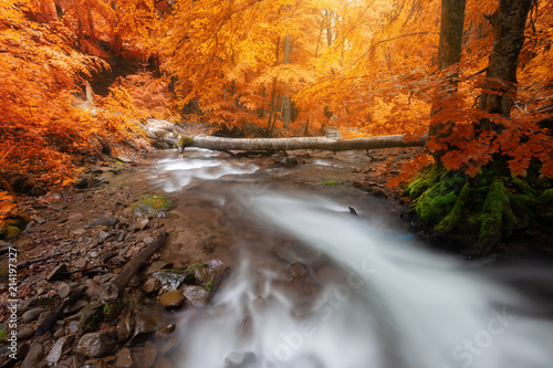 Autumn woods with yellow trees foliage and creek in mountain.