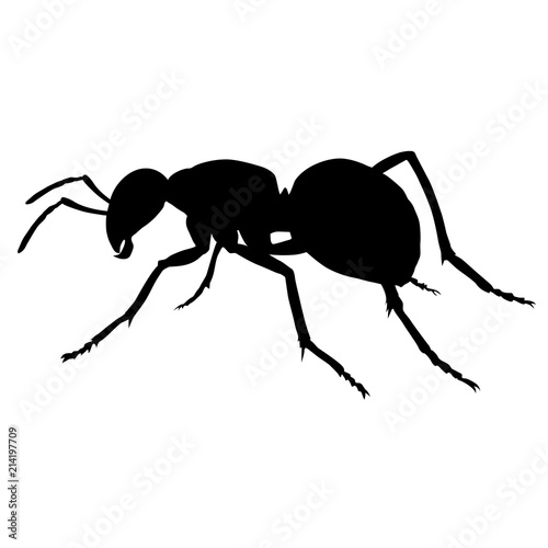 Silhouette of an ant on white background