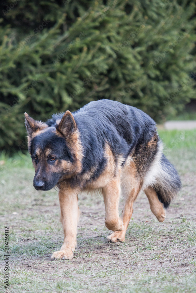 Portrait of a german shepherd dog walking in belgium