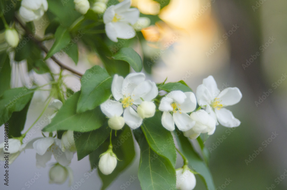 Apple tree