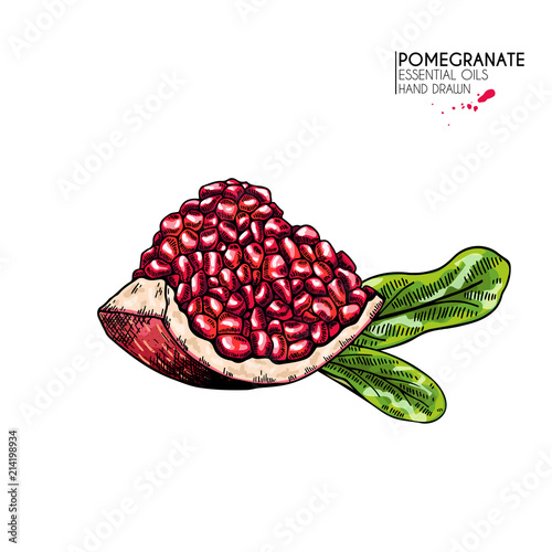 Hand drawn sliced pomegranate. Vector engraved colored illustration. Juicy natural fruit. Food healthy ingredient. For cooking, cosmetic package design, medicinal herb, treating, healt care.