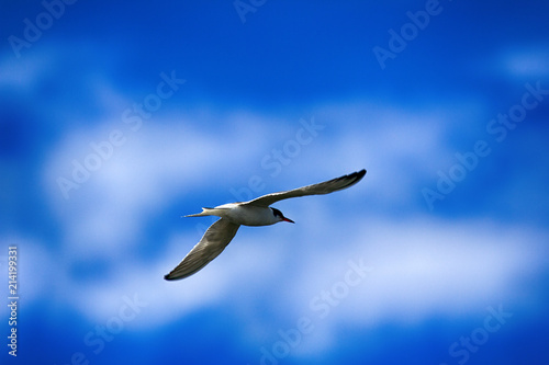 Young river tern (Sterna hirundo) flying photo