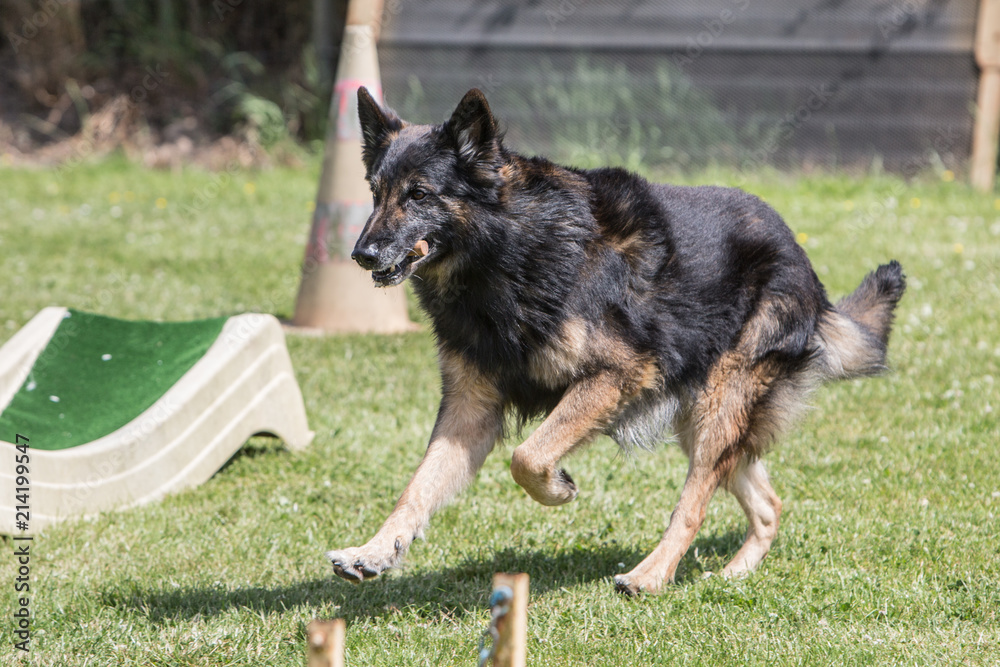 Portrait of a german shepherd dog walking in belgium Portrait of a german shepherd dog walking in belgium