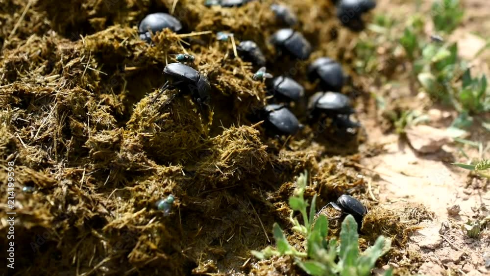 Group of Scarabaeus sacer of Sacred Scarab in dung Group of Scarabaeus sacer of Sacred Scarab in dung