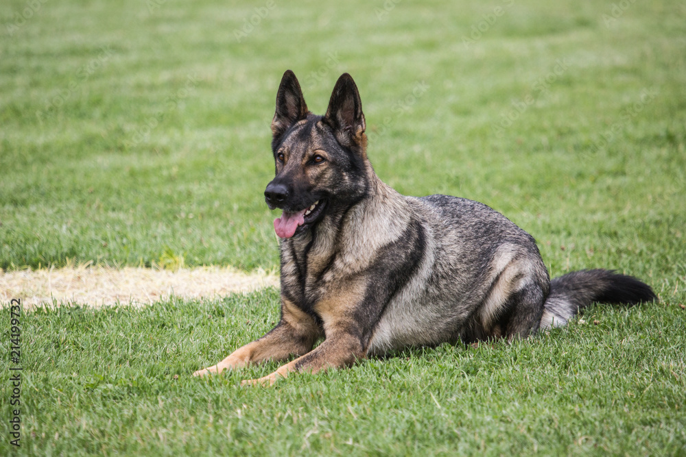 Portrait of a german shepherd dog walking in belgium Portrait of a german shepherd dog walking in belgium