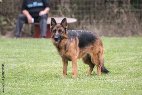 Portrait of a german shepherd dog walking in belgium