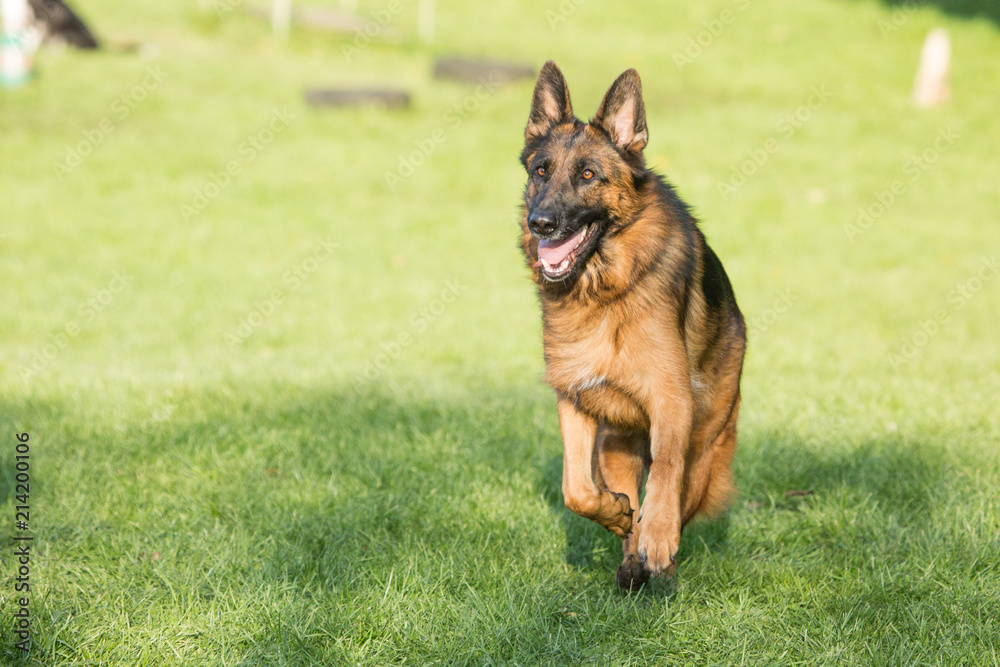 Portrait of a german shepherd dog walking in belgium