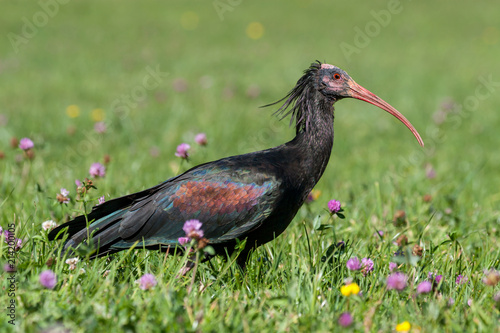 Northern Bald Ibis (Geronticus eremita) on the meadow photo