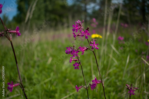 pink field flower