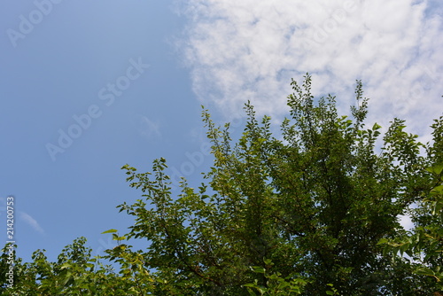 Green mulberry tree against a blue sky with clouds