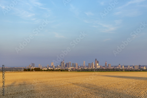 view to skyline of Frankfurt am Main with golden harvested field