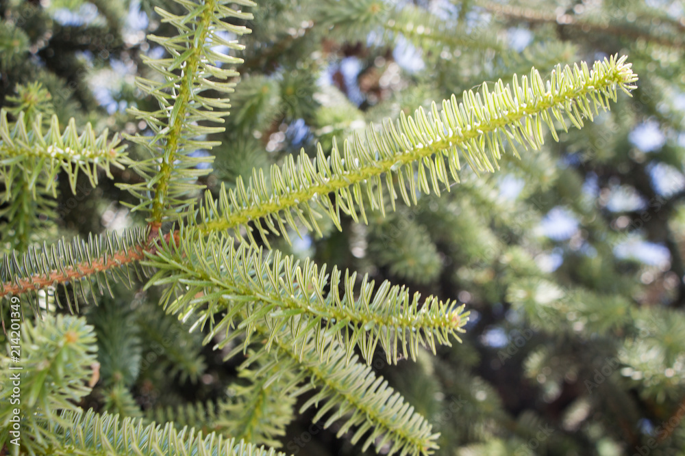 The branch of fir tree behind the fence. The branch of fir tree behind the fence.