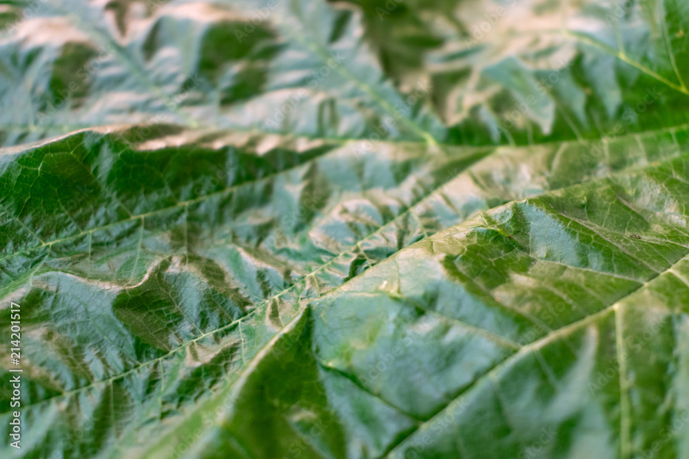 Green leaves background. Leaf texture
Green leaves background. Leaf texture
