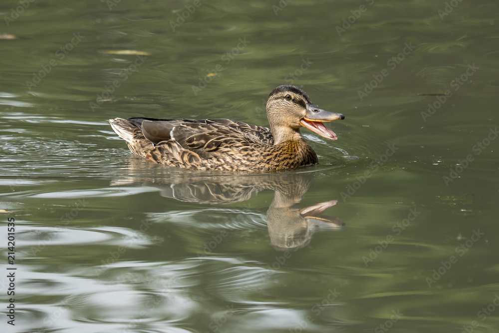 Obraz premium female mallard duck swims happy in the pond