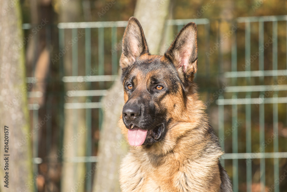 Portrait of a german shepherd dog walking in belgium Portrait of a german shepherd dog walking in belgium