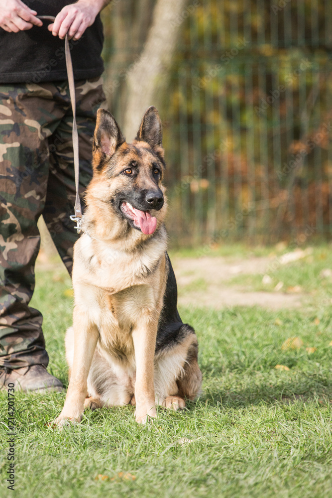 Portrait of a german shepherd dog walking in belgium