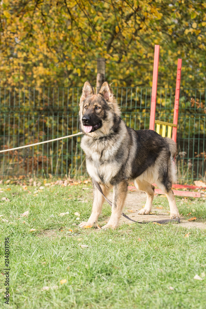 Portrait of a german shepherd dog walking in belgium Portrait of a german shepherd dog walking in belgium