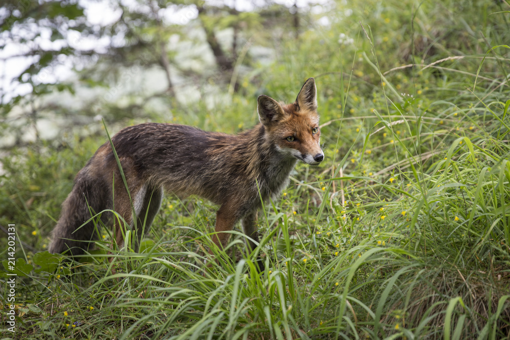 Fototapeta premium Wild red fox in the mountains