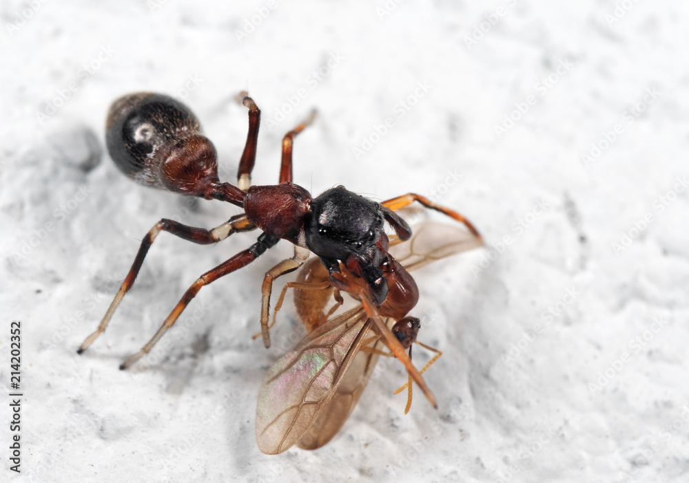 Macro Photo of Ant-Mimic Jumping Spider Eating Prey on White Floor Macro Photo of Ant-Mimic Jumping Spider Eating Prey on White Floor