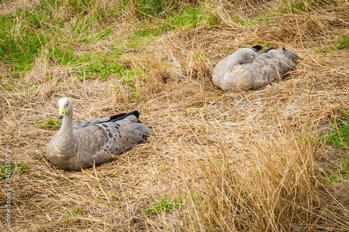 Cape Barren Geese resting at the nobbies centre on Phillips island photo