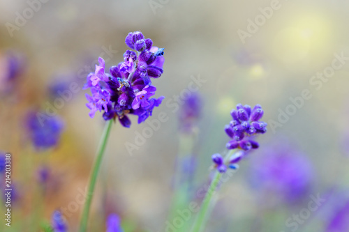 Fototapeta Naklejka Na Ścianę i Meble -  Lavender flowers closeup.