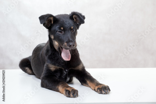 Dog puppy black color with fawn eyebrows