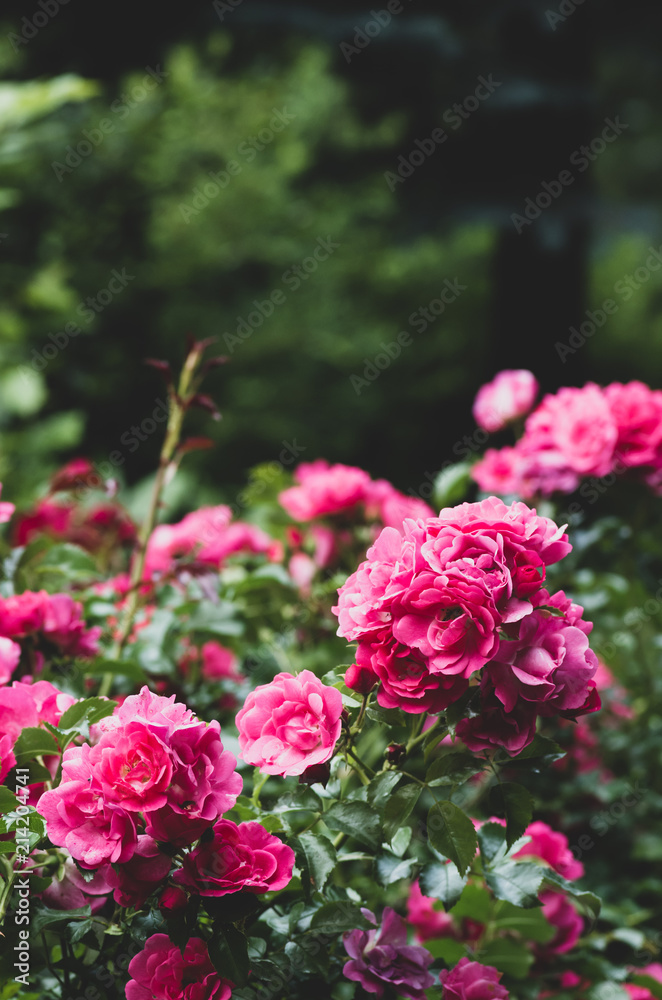 pink damask rose bush flowering plant backdrop pink damask rose bush flowering plant backdrop
