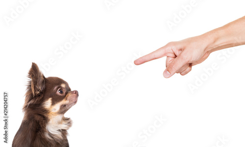 Fototapeta Naklejka Na Ścianę i Meble -  dog punished by owner