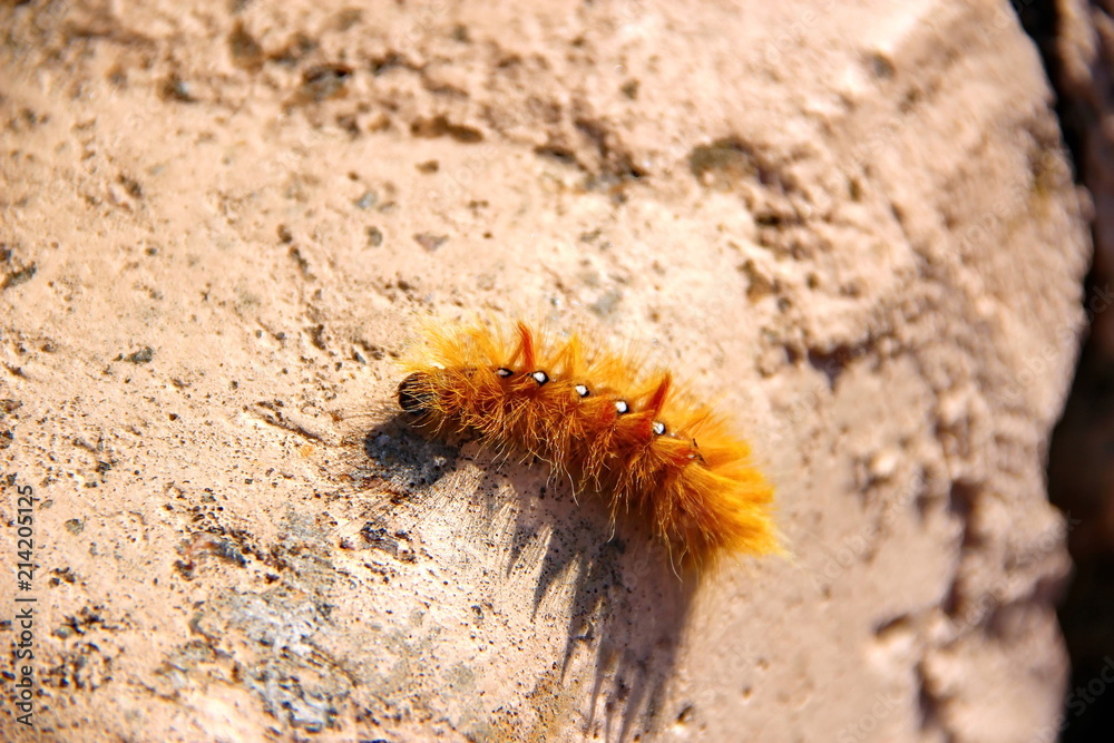 Orange woolly Caterpillar crawling on a stone Orange woolly Caterpillar crawling on a stone
