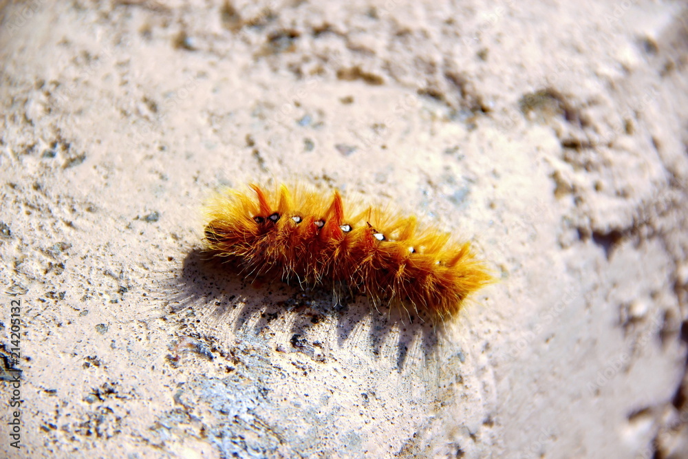 Orange woolly Caterpillar crawling on a stone Orange woolly Caterpillar crawling on a stone