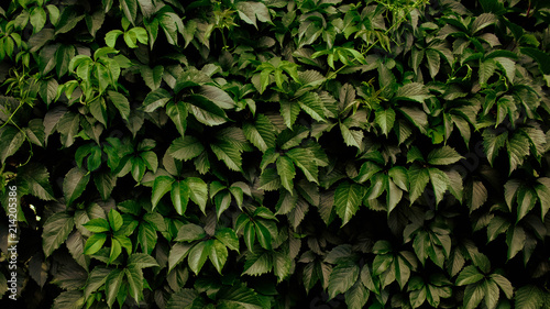 leaves of grapes. beautiful green summer background